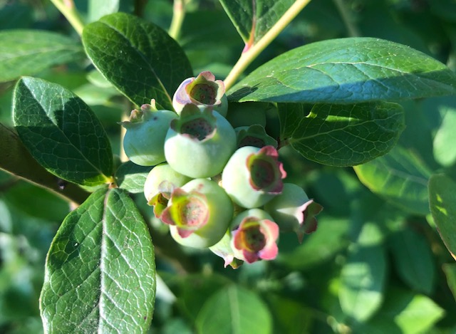 Green blueberries on bush